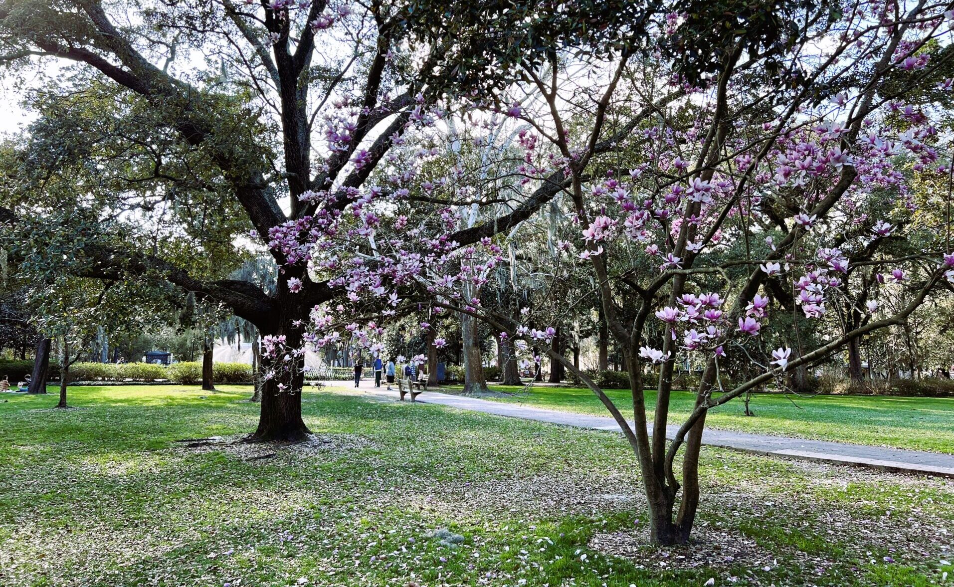 Japanese Magnolia Tree in Forsyth Park