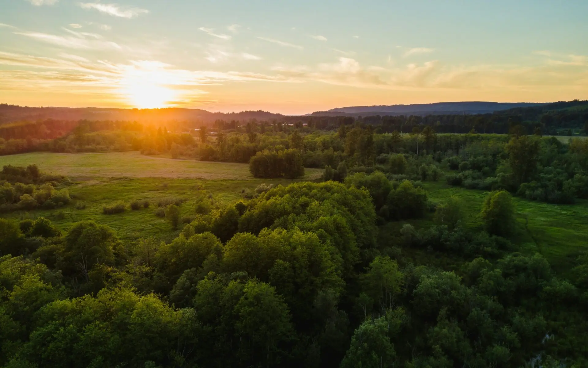 Aerial view of green trees during a sunset