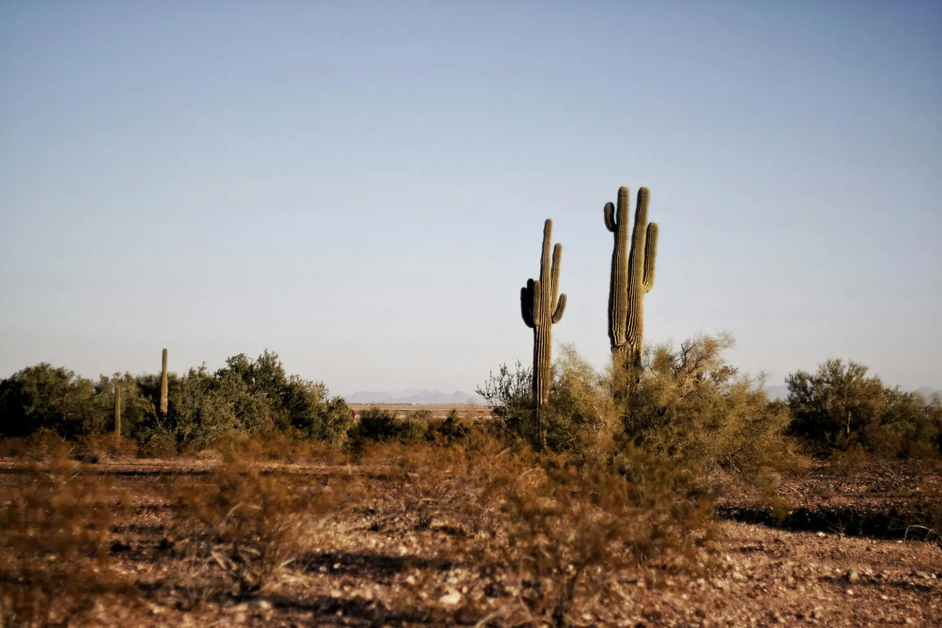 Undeveloped land in Texas.